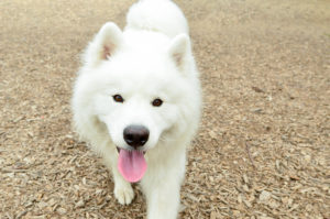 Minneapolis-St Paul Dog Parks