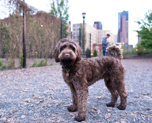 Chuck and Don's Dog Park