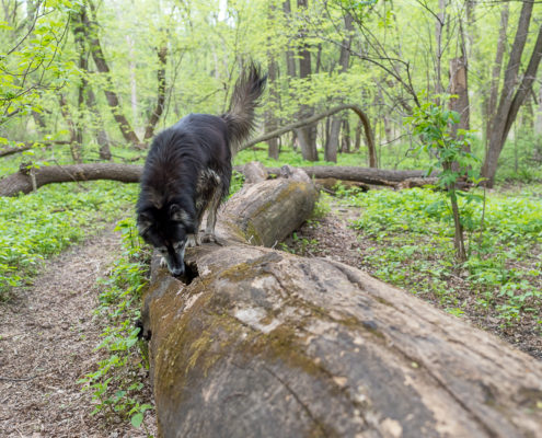 Minnehaha Off-Leash Dog Park