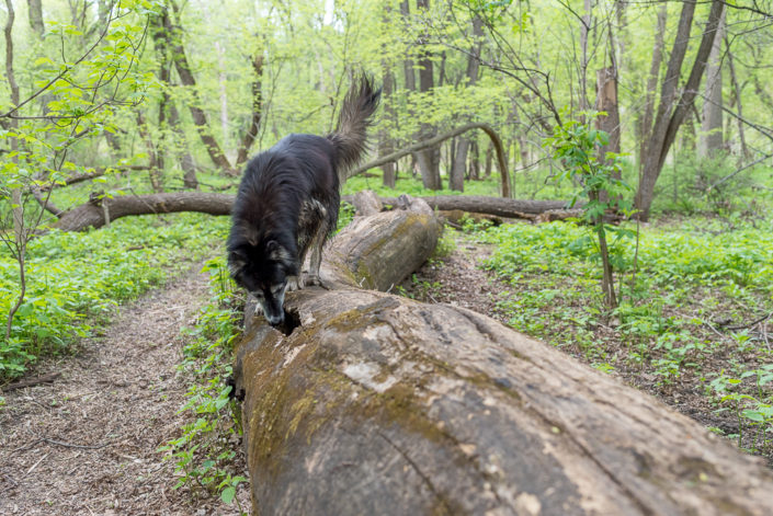 Minnehaha Off-Leash Dog Park