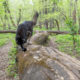 Minnehaha Off-Leash Dog Park